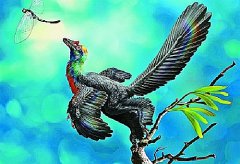 科学家发现和鸟类亲缘关系很近的恐龙新属种——巨嵴彩虹龙